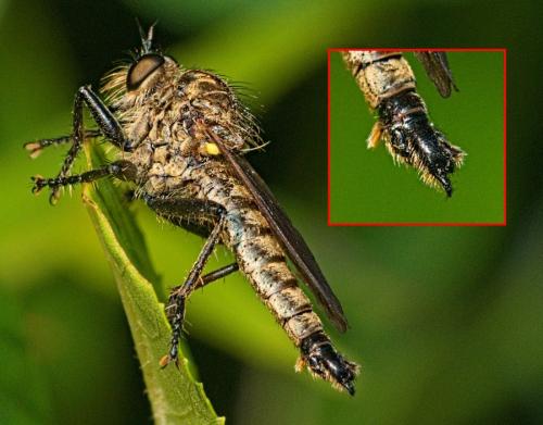 Dysmachus fuscipennis